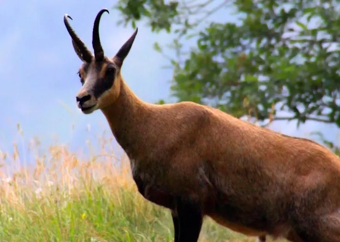 Grappaland Апартаменты *