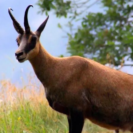 Grappaland Lejlighed *